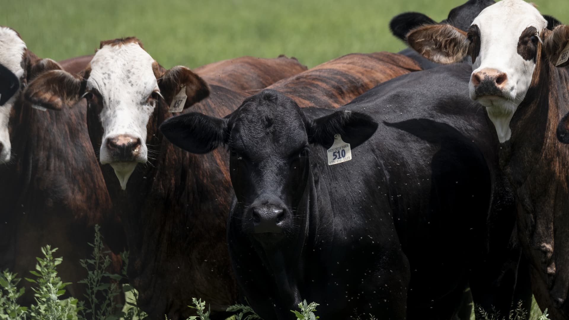 Texas Screwworm Cases: USDA Confident in Eradication Strategy featured image