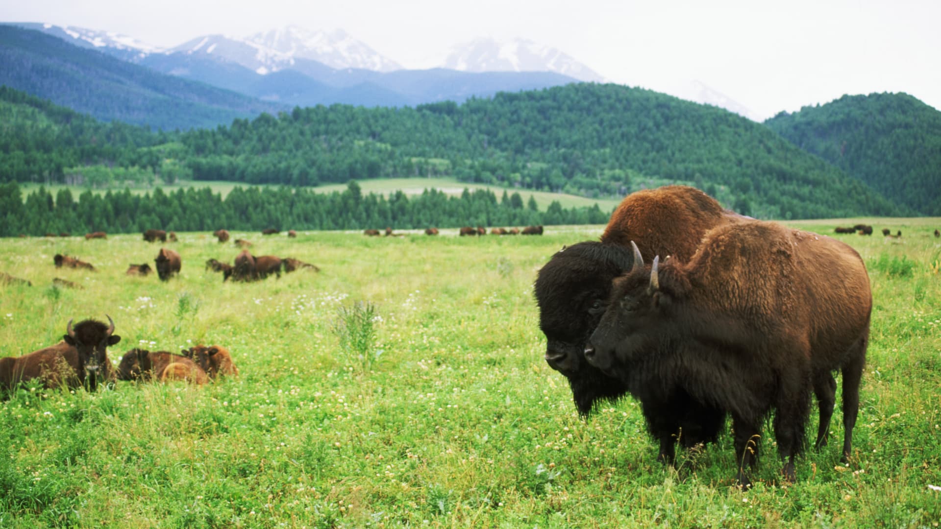 Conservation Easements: Navigating IRS Scrutiny for Strategic Land Use featured image