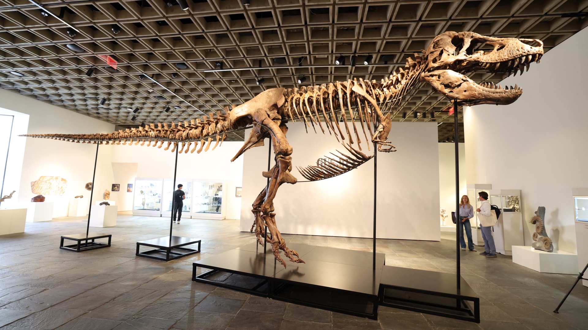 T. rex Auction Soars: Gus Sale Shatters Record at $50.1 Million