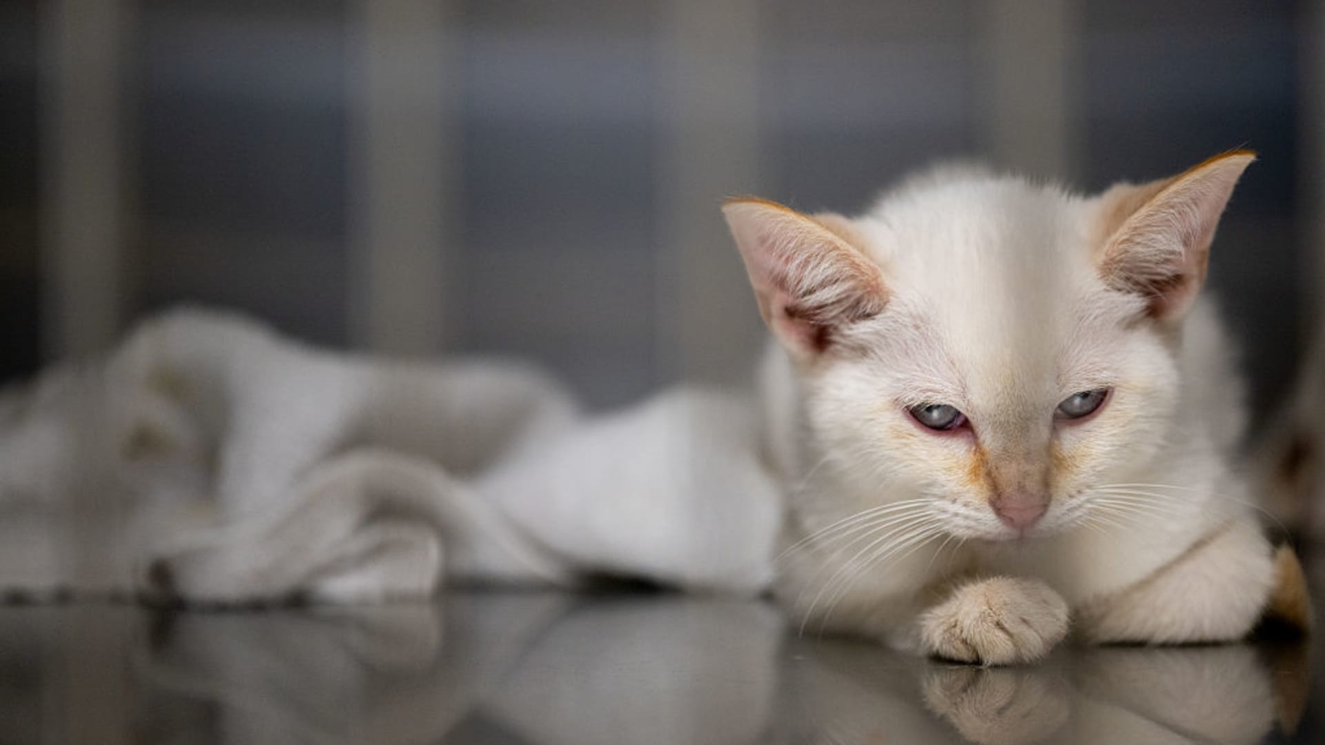 Cat Owners Spending Surge: A Portfolio Bullish Signal
