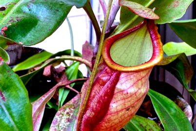 buzz-the-new-garden-fad-ac280c294-carnivorous-plants.jpg