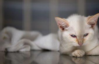 cat-owners-spending-surge-a-portfolio-bullish-signal.jpg