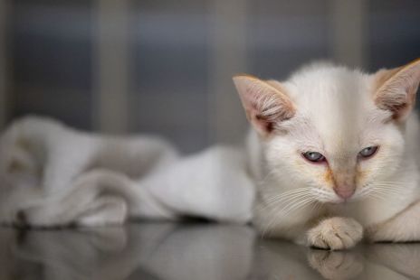 cat-owners-spending-surge-a-portfolio-bullish-signal.jpg