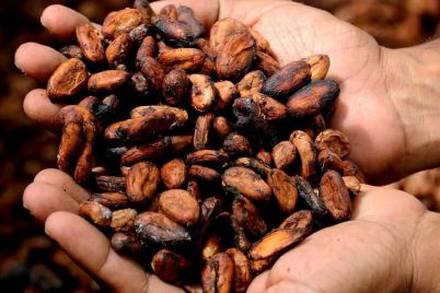 cocoa-rallies-after-being-included-in-a-key-commodity-index.jpg