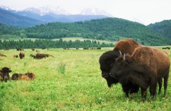 conservation-easements-navigating-irs-scrutiny-for-strategic-land-use.jpg