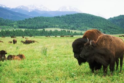 conservation-easements-navigating-irs-scrutiny-for-strategic-land-use.jpg