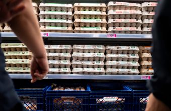 egg-prices-collapse-oversupply-squeezes-producers-amidst-rising-costs.jpg