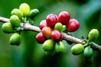 lackluster-rains-in-brazil-boost-coffee-prices.jpg
