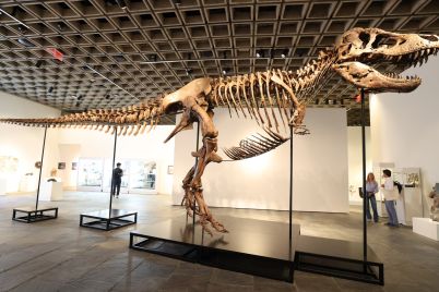 t-rex-auction-soars-gus-sale-shatters-record-at-501-million.jpg