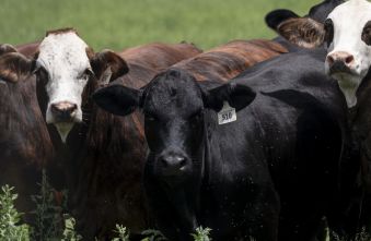 texas-screwworm-cases-usda-confident-in-eradication-strategy.jpg