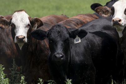 texas-screwworm-cases-usda-confident-in-eradication-strategy.jpg